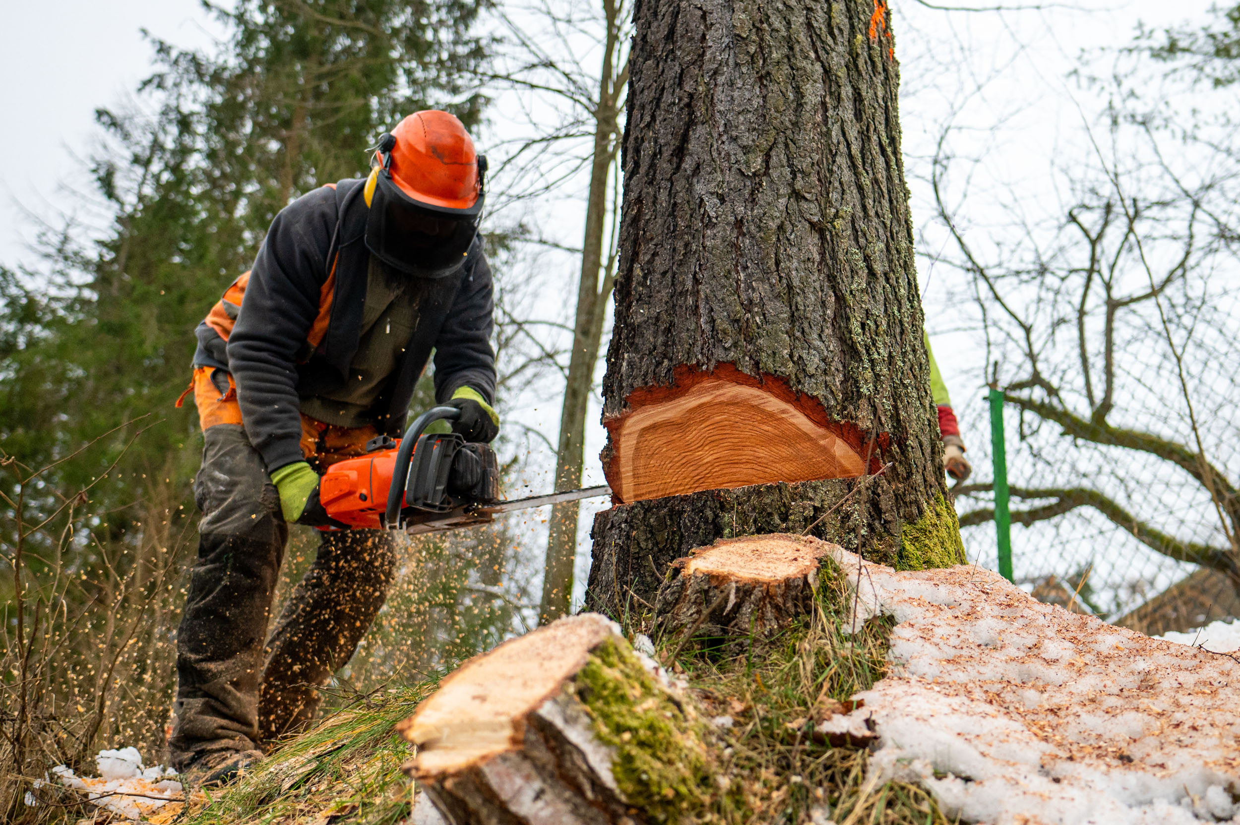 Arborist i arbete med säker trädfällning i Tingsryd.