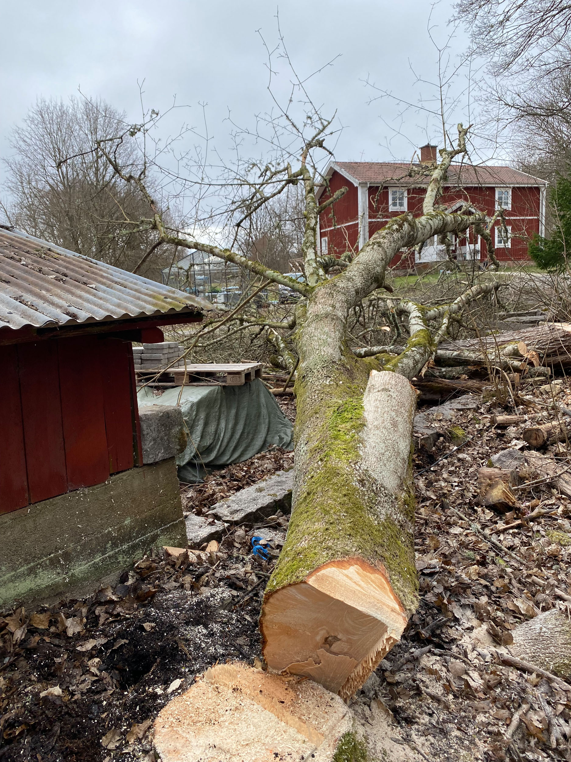 Säker nedmontering av stort träd vid fastighet